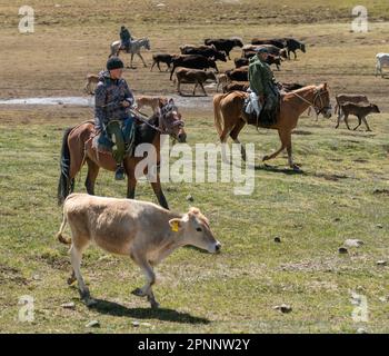 Kirgisistan - Mai 2022: Stockrider Shepherd mit seinen Nutztieren. In Kirgisistans Bergregionen ist es üblich, Hirten zu sehen, die sich um sie kümmern Stockfoto