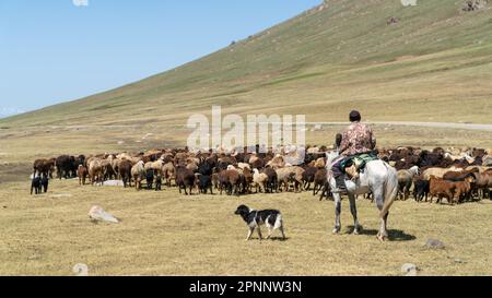 Kirgisistan - Mai 2022: Stockrider Shepherd mit seinen Nutztieren. In Kirgisistans Bergregionen ist es üblich, Hirten zu sehen, die sich um sie kümmern Stockfoto