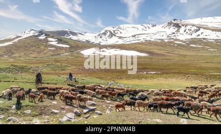 Kirgisistan - Mai 2022: Stockrider Shepherd mit seinen Nutztieren. In Kirgisistans Bergregionen ist es üblich, Hirten zu sehen, die sich um sie kümmern Stockfoto