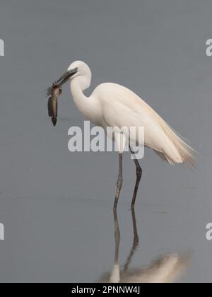 Great Egret (Ardea alba) mit gefangenem Schlammspringer, Mai Po, Hongkong, China, 18. April 2023 Stockfoto