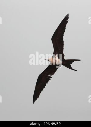 Lesser Frigatebird (Fregata ariel), Unteransicht, Flug über das Mai Po Naturschutzgebiet, Hongkong, 14. April 2023 Stockfoto