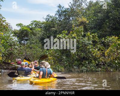 Dschungel, Brasilien - Nov. 2019: Eine Gruppe von Menschen fahren mit dem Kajak zwischen den Bäumen im Hochwasser des Amazonas-Dschungels, Amazonien. Südamerika Stockfoto