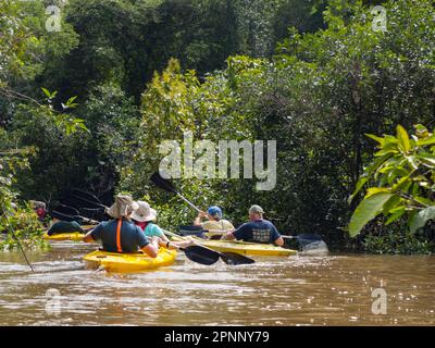 Dschungel, Brasilien - Nov. 2019: Eine Gruppe von Menschen fahren mit dem Kajak zwischen den Bäumen im Hochwasser des Amazonas-Dschungels, Amazonien Stockfoto