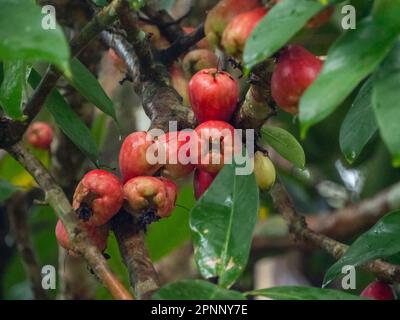 Pumarosa - syzygium samarangense ist eine blühende Pflanze, die heute in den Tropen weit verbreitet ist. Gebräuchliche Namen - Wachsapfel, Java-Apfel, Semarang Stockfoto