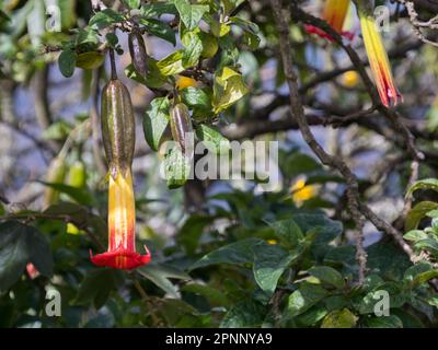 Rote Engelstrompete (Brugmansia sanguinea) Blumen, Blumen in Form langer Glocken. Offizieller Name: Batura, Stramonium. Vulkanengel Trumpet (Brugmans Stockfoto