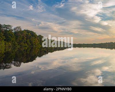 Fantastischer grüner Amazonas-Dschungel über der Jaguar Lagune (Onza Lagune).während der Sonnenuntergangszeit Amazonien. Brasilien. Südamerika Stockfoto