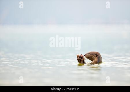 Glatt beschichtete Otter, die Fische im Meer entlang der Küste Singapurs essen Stockfoto