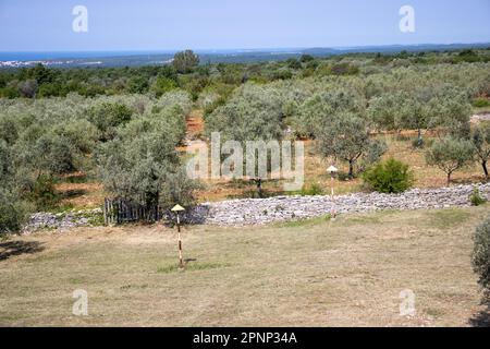 Traditionelle Olivenhaine mit einem klaren blauen Himmel und dem blauen Meer im Hintergrund bei Rovinj, Kroatien Stockfoto