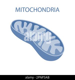 Die innere Struktur der Mitochondrien Stockfoto