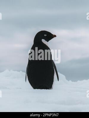 Adelie-Pinguin in der Antarktis, umgeben von Schnee und Eis. Stockfoto