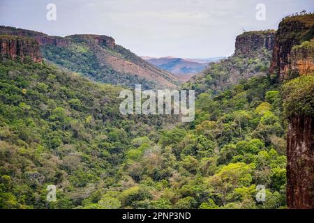 Panoramablick von den Klippen in einem öffnenden Tal am späten Nachmittag, Chapada dos Guimarães, Mato Grosso, Brasilien, Südamerika Stockfoto