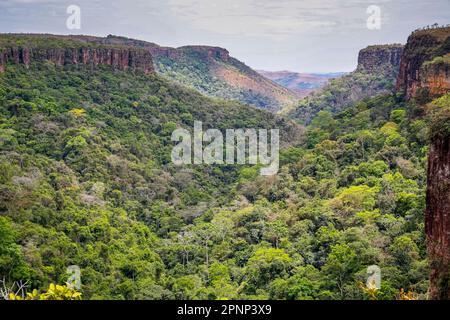 Panoramablick von den Klippen in einem öffnenden Tal am späten Nachmittag, Chapada dos Guimarães, Mato Grosso, Brasilien, Südamerika Stockfoto