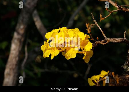 Nahaufnahme einer gelben Ipè-Baumblüte im Sonnenschein vor dunklem natürlichen Hintergrund, Chapada dos Guimarães, Mato Grosso, Brasilien, Südamerika Stockfoto