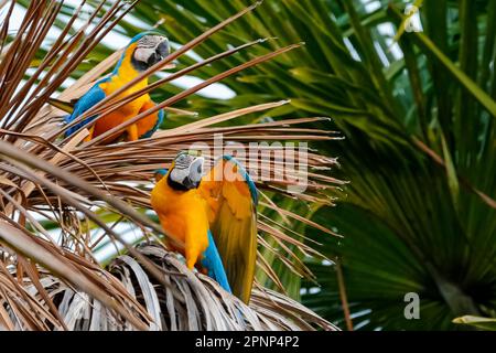 Ein paar blaue und gelbe Macaws auf Palmenblättern, Lagoa das Araras, Bom Jardim, Mato Grosso Stockfoto