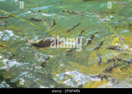 Tropische Fische, die auf der Oberfläche eines kristallklaren Pools im brasilianischen Regenwald schwimmen, Bom Jardim, Mato Grosso, Brasilien Stockfoto