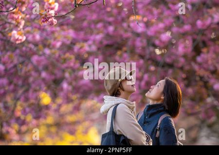 London, Großbritannien. 20. April 2023. UK Weather: Besucher genießen die kürzlich blühenden Kirschblüten im Greenwich Park an einem sonnigen, aber kühlen Donnerstagmorgen. Kredit: Guy Corbishley/Alamy Live News Stockfoto