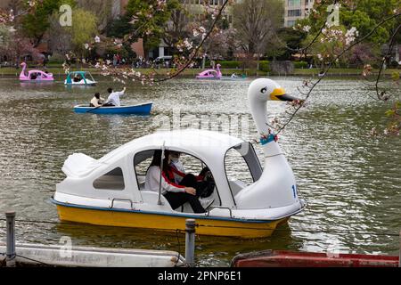 Ueno Park Tokyo Appartement l2023, Einheimische und Besucher radeln auf dem See, um den Hanami, die Kirschblüten im Park, Tokio, Japan, Asien zu sehen Stockfoto