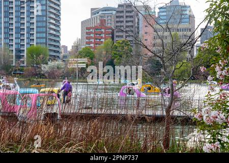 Ueno Park Tokyo Appartement l2023, Einheimische und Besucher radeln auf dem See, um den Hanami, die Kirschblüten im Park, Tokio, Japan, Asien zu sehen Stockfoto