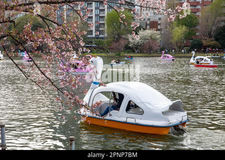 Ueno Park Tokyo Appartement l2023, Einheimische und Besucher radeln auf dem See, um den Hanami, die Kirschblüten im Park, Tokio, Japan, Asien zu sehen Stockfoto