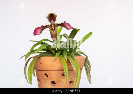 Purpurrosa und gelbbraune Blume der Frauenschuhputzorchidee paphiopedilum hirsutissimum species in Tontopf isoliert auf weißem Hintergrund Stockfoto