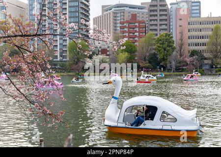 Ueno Park Tokyo Appartement l2023, Einheimische und Besucher radeln auf dem See, um den Hanami, die Kirschblüten im Park, Tokio, Japan, Asien zu sehen Stockfoto