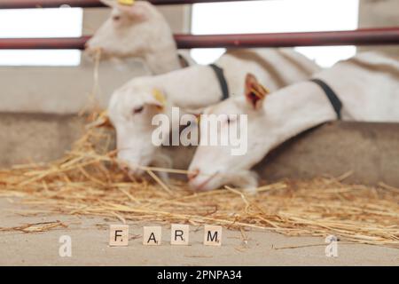 Bauernhof auf dem Boden in der Scheune mit Ziegen, die Heu oder Gras im Hintergrund fressen. Landwirtschaftliche Nutztierhaltung für die industrielle Erzeugung von Ziegenmilchprodukten Stockfoto