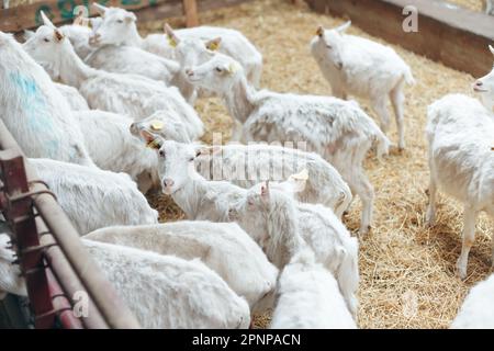 Weiße Milchziege züchten Ziegen auf der Farm in der Scheune. Viehzucht Stockfoto