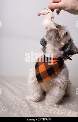 Photo Shih Tzu spielt mit einem Mann und einem weichen Spielzeug Stockfoto