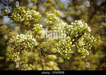 Blühender Birnenbaum im Frühlingsgarten Stockfoto