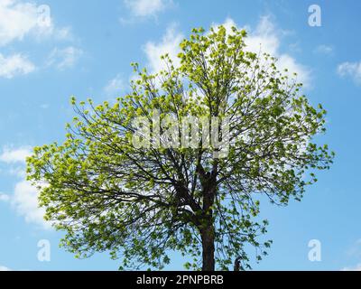 Einsamer hoher Baum mit zweigigem runden Kranz und neuen grünen Blättern im Sonnenlicht am blauen Himmel im Frühling Stockfoto