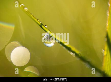 Nahaufnahmen von Tau auf Gras, Wassertropfen, die das Morgenlicht auf dem grünen Unterholz eines kleinen Holzes an einem Frühlingsmorgen einfangen Stockfoto