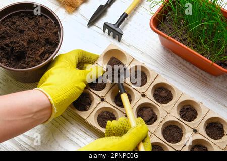 Gärtner, der Blumen pflanzt. Weibliche Hände, die mit Erde arbeiten, natürliche kleine Töpfe. Fertilität. Fürsorgliche Hauspflanzen. Draufsicht. Person, die Saatgut in Germin aussät Stockfoto