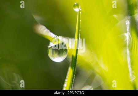 Makrofotografien von Tau auf Gras, Wassertropfen, die das Morgenlicht auf dem grünen Unterholz eines Waldes an einem Frühlingsmorgen einfangen Stockfoto