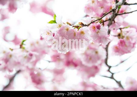 Selektiver Fokus von schönen Zweigen rosa Kirschblüten auf dem Baum unter blauem Himmel, schöne Sakura Blumen während der Frühjahrssaison im Park, F Stockfoto