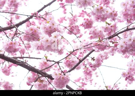 Selektiver Fokus von schönen Zweigen rosa Kirschblüten auf dem Baum unter blauem Himmel, schöne Sakura Blumen während der Frühjahrssaison im Park, F Stockfoto