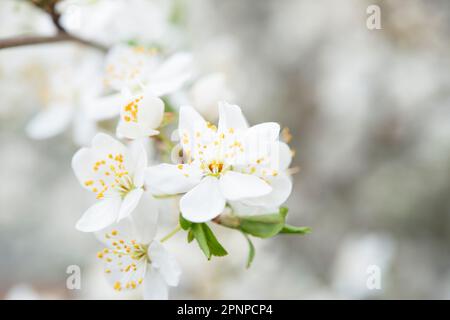 Blühender Apfelbaum auf einem unscharfen natürlichen Hintergrund. Selektiver Fokus. Hochwertiges Foto Stockfoto