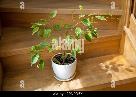 Der Junge Ficus Benjamina. Hauspflanze. Indoor Ficus benjamina Pflanze in einem Topf auf einer Holztreppe Nahaufnahme. Ficus benjamina im Sonnenlicht. Moraceae-Familie Stockfoto