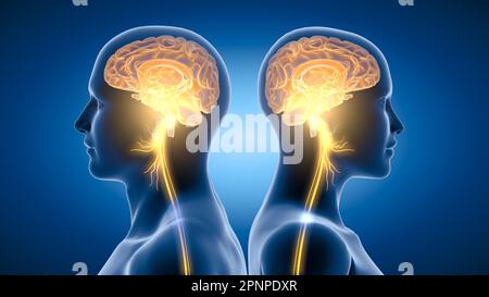 3D Abbildung mit aktivem Gehirn und energetischem Vagusnerv (zehnter Hirnnerv oder CN X) Stockfoto