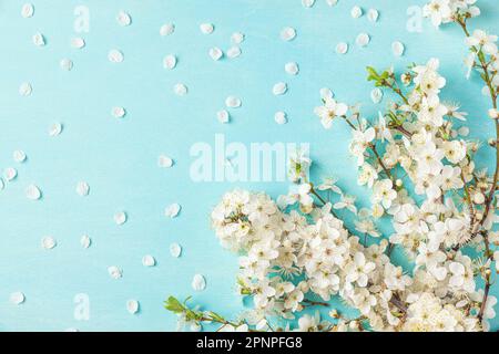 Frühlingsblumen auf pastellblauem Hintergrund. Weiße Kirschbäume mit Blütenblättern. Flach verlegt. Draufsicht Stockfoto