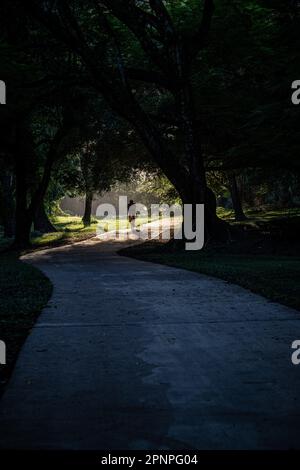 Die Silhouette eines männlichen Radfahrers, der in einem Naturpark in Cairns, QLD in Australien, auf einem baumgesäumten Betonweg in das Morgenlicht reitet. Stockfoto