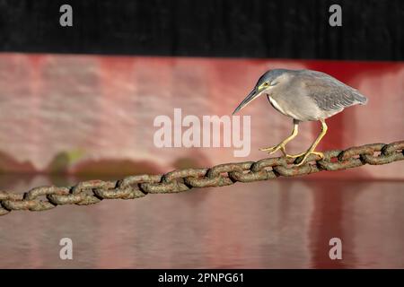 Ein erwachsener Streifenreiher, der eine Helipad-Ankerkette als Angelplattform auf der Esplanade in Cairns, Queensland, Australien, verwendet. Stockfoto