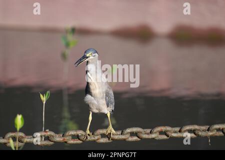 Ein erwachsener Streifenreiher, der eine Helipad-Ankerkette als Angelplattform auf der Esplanade in Cairns, Queensland, Australien, verwendet. Stockfoto