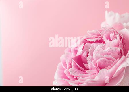 Nahaufnahme pastellrosa Pfingstrosen mit Wassertropfen auf pinkfarbenem Hintergrund. Hochzeits- oder Muttertagskarte. Weichzeichner. Makroaufnahme. Weihnachtliche Naturtextur Stockfoto