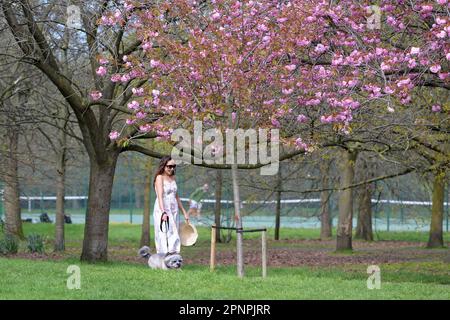 Greenwich East London, Großbritannien. 20. April 2023. Eine Frau führt ihren Hund entlang der Straße der Kirschblüten. Besucher des Greenwich Park genießen die kürzlich blühende Kirschblüte an einem warmen Frühlingsmorgen, Credit: MARTIN DALTON/Alamy Live News Stockfoto