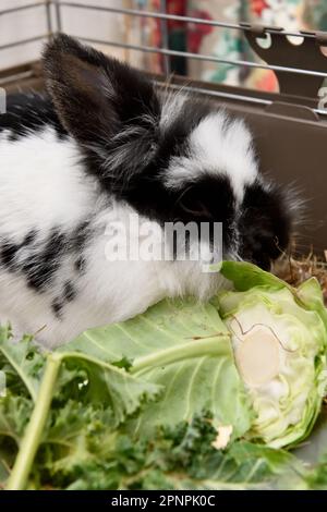 Lionhead Rabbit lag im Drahtkäfig und aß Kohl Indoor Hook Norton Oxfordshire England uk Stockfoto