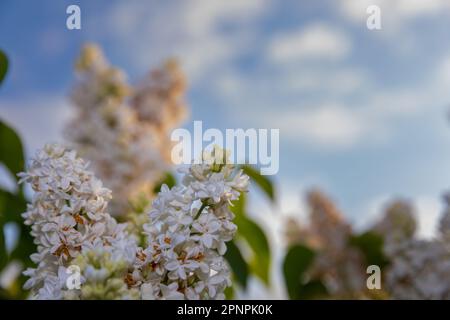 Flieder blühen im Garten, Frühlingsweiß, duftende Fliederblumen. Stockfoto