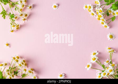 Blütenzusammensetzung. Rahmen aus weißen Kamillenblumen auf pinkfarbenem Hintergrund. Flach verlegt. Hochzeit, Frauentag, Muttertag, Valentinstag Stockfoto