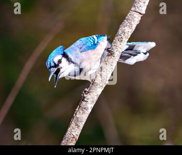 Blue Jay aus nächster Nähe, hoch oben auf einem Ast mit weichem, verschwommenem Hintergrund und einem offenen Schnabel in seiner Umgebung und Umgebung. Jay Picture. Stockfoto