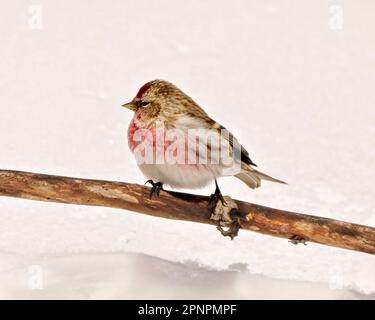 Gemeine Rote Umfrage Nahaufnahme Vorderansicht in der Wintersaison mit weißem Hintergrund in Umgebung und Lebensraum. Finch Picture. Stockfoto