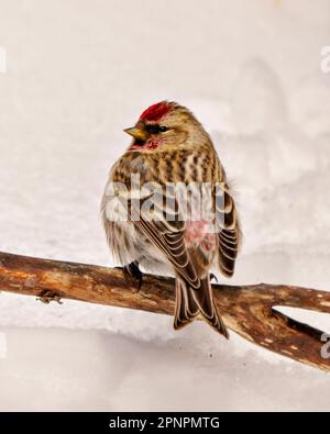 Gemeinsame Rote Umfrage Nahprofil-Rückansicht in der Wintersaison mit weißem Hintergrund in Umgebung und Lebensraum. Finch Picture. Stockfoto